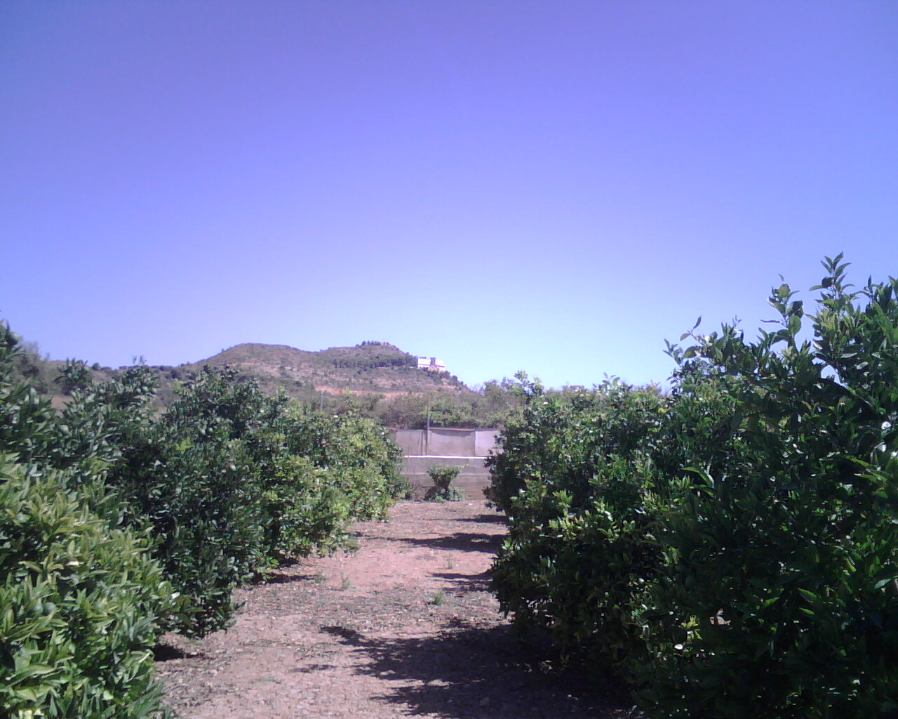 Vista de la muntanya de Montiel desde un bancal de mon pare